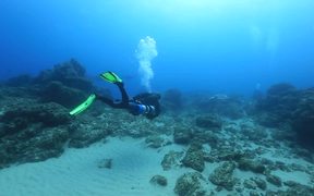 Loggerhead Turtle Cuddles a Diver - Animals - VIDEOTIME.COM