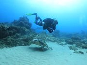 Loggerhead Turtle Cuddles a Diver