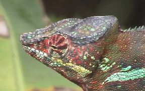 Iguanas, Millipedes & Bats - Animals - VIDEOTIME.COM
