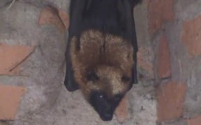 Iguanas, Millipedes & Bats - Animals - VIDEOTIME.COM