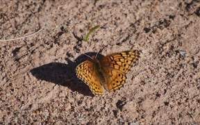 Variegated Butterfly - Animals - VIDEOTIME.COM
