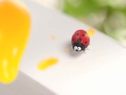 Chieng / Cellox / Ladybug