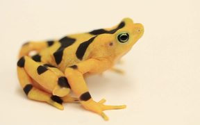Panamanian Golden Frog - Animals - Videotime.com