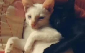 Kittens Want to Sleep - Animals - VIDEOTIME.COM