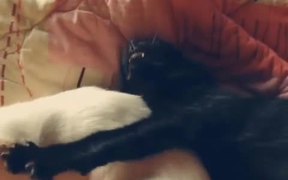 Kittens Want to Sleep - Animals - VIDEOTIME.COM
