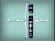 Animation - How DNA Works