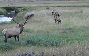 Beautiful Elk - Animals - VIDEOTIME.COM