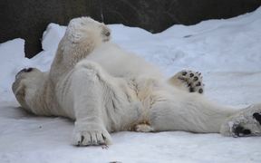 Happy Polar Bear