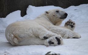 Happy Polar Bear - Animals - VIDEOTIME.COM