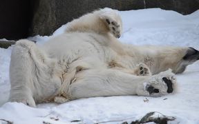 Happy Polar Bear