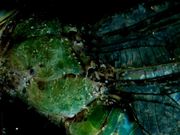 Zombie Dragonfly Discotheque