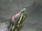 Turtle - Extreme Close Up