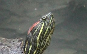 Turtle - Extreme Close Up - Animals - VIDEOTIME.COM