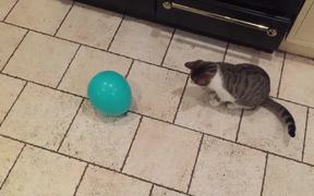 Cat and Balloon - Animals - Videotime.com