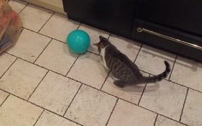 Cat and Balloon - Animals - VIDEOTIME.COM