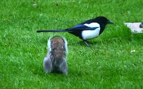 Grey Squirrel and Magpie - Animals - VIDEOTIME.COM