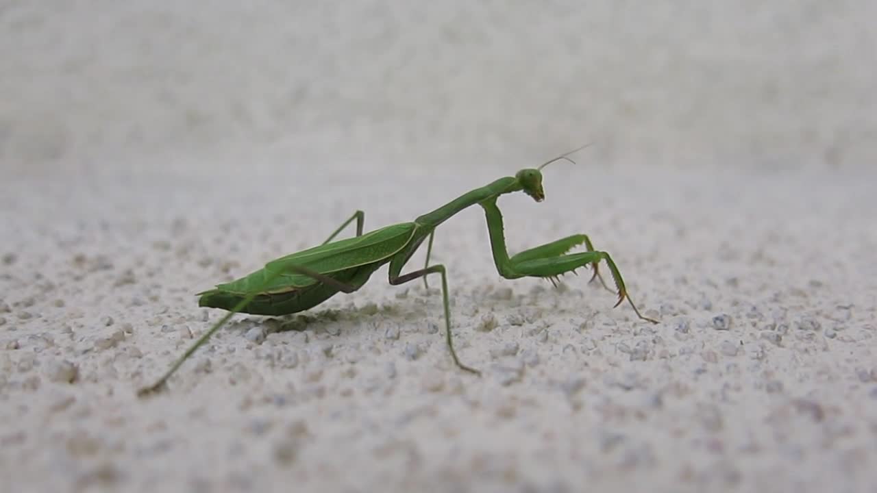 Praying Mantis on the Move