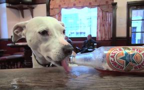 Bailey The Beer-Drinking Dog - Animals - VIDEOTIME.COM