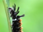 Moth Caterpillars