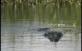 Myakka Park - Full Grown Alligator - Animals - VIDEOTIME.COM