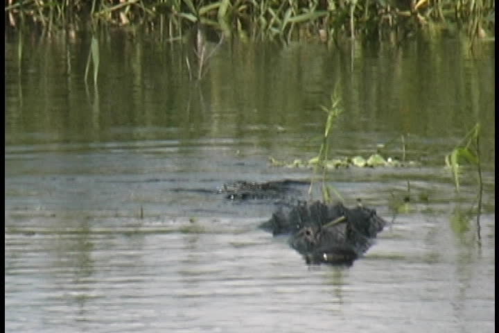 Myakka Park - Full Grown Alligator