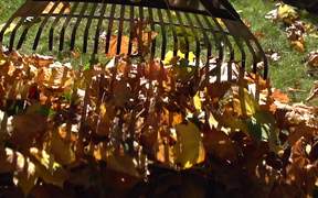 Raking Leaves in Macro - Fun - VIDEOTIME.COM