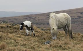 Moorland Ponies, Dartmoor - Animals - VIDEOTIME.COM