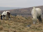 Moorland Ponies, Dartmoor