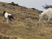 Moorland Ponies, Dartmoor