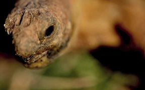 Desert Tortoise Unit 2010 - Animals - VIDEOTIME.COM