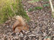 Squirrel at the Nature Reserve 4