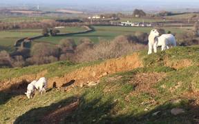 Lambs Enjoying the Evening Air - Animals - VIDEOTIME.COM