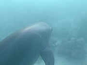 Dive Me Crazy / Funny Dolphins