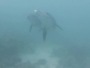 Dive Me Crazy / Funny Dolphins