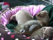Chihuahua Puppies - "Let Me Sleep" in HD