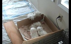 6 Weeks Old Puppies Nursing from their Uncle - Animals - VIDEOTIME.COM