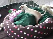 Chihuahua Puppies - "Let Me Sleep" in HD
