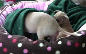 Chihuahua Puppies - "Let Me Sleep" in HD - Animals - VIDEOTIME.COM