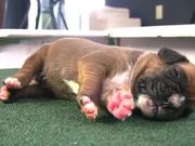 Boxer Puppies Begin to See in HD - Animals - Y8.com