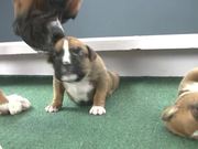 Boxer Puppies Begin to See in HD
