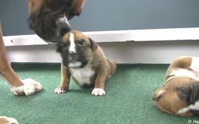 Boxer Puppies Begin to See in HD - Animals - Videotime.com