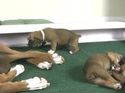 Boxer Puppies Begin to See in HD - Animals - Y8.COM