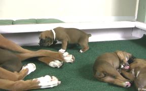 Boxer Puppies Begin to See in HD - Animals - Videotime.com