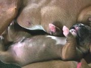 Boxer Puppies Begin to See in HD - Animals - Y8.COM