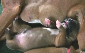 Boxer Puppies Begin to See in HD - Animals - VIDEOTIME.COM