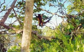 Island of Lemurs: Madagascar - Official Trailer - Animals - VIDEOTIME.COM