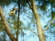 Island of Lemurs: Madagascar - Official Trailer