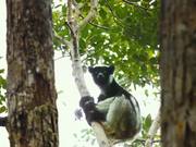 Island of Lemurs: Madagascar - Official Trailer