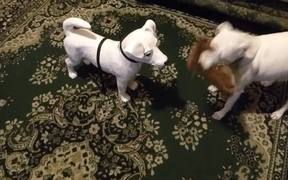Smokey Meets Frenchie - Animals - VIDEOTIME.COM