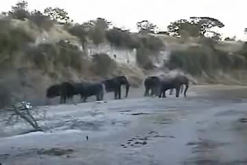 Elephants Like to to Bathe in the Sand
